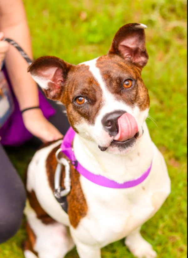Rebbekah, an adoptable Terrier Mix in Raleigh, NC_image-5