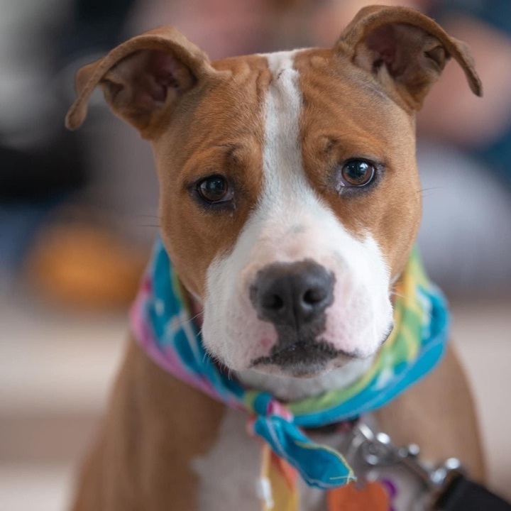 Lila, an adoptable Pit Bull Terrier Mix in Springfield, MO_image-1