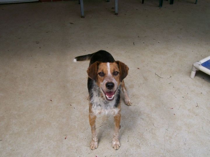 Podengo sales beagle mix