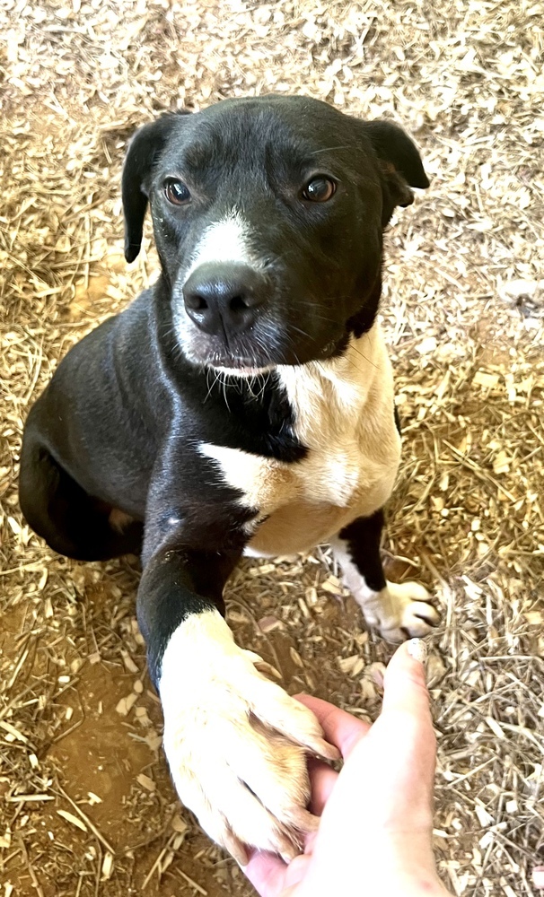 Rex, an adoptable Labrador Retriever in Sharon, VT, 05065 | Photo Image 1