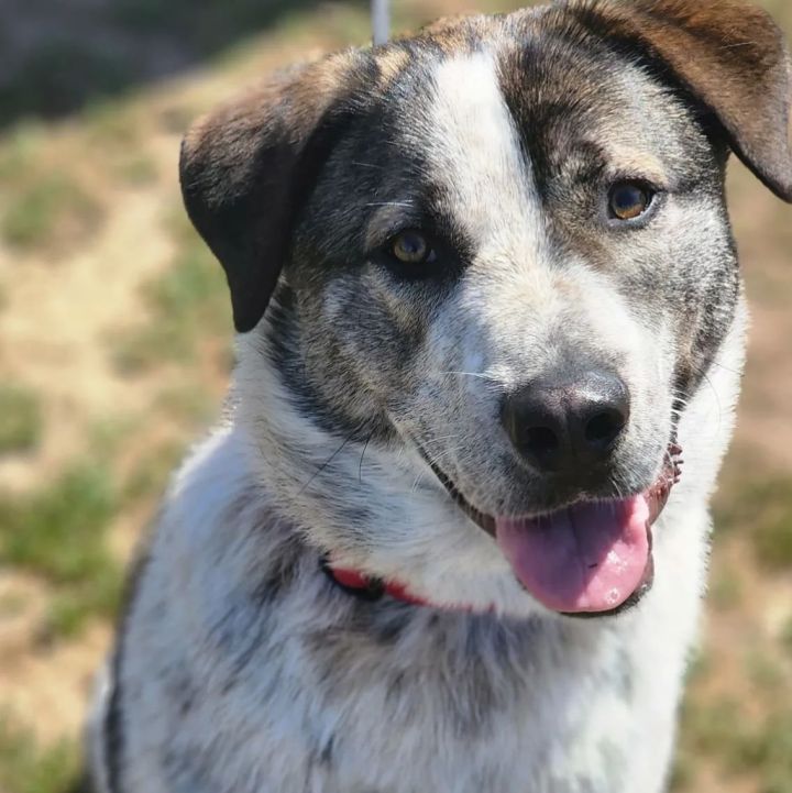 Anatolian shepherd australian hot sale cattle dog mix