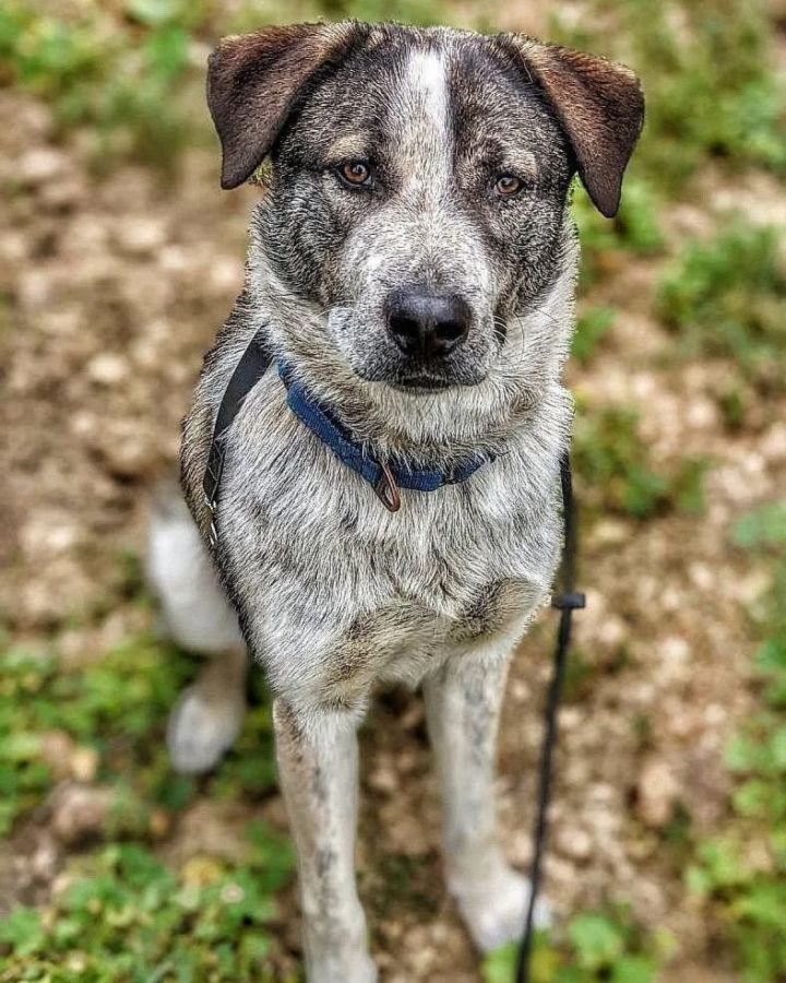 Australian cattle labrador store mix