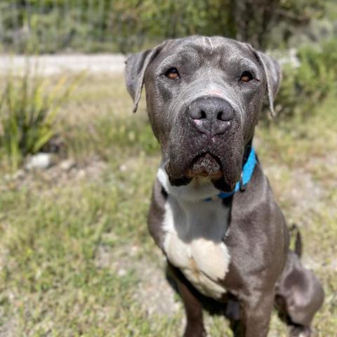 Abe, an adoptable American Staffordshire Terrier in Lompoc, CA, 93436 | Photo Image 2