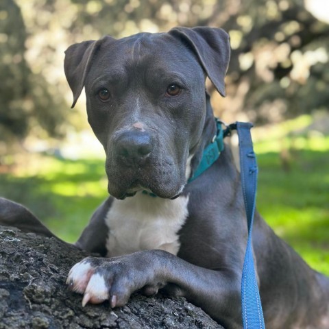 Abe, an adoptable American Staffordshire Terrier in Lompoc, CA, 93436 | Photo Image 2