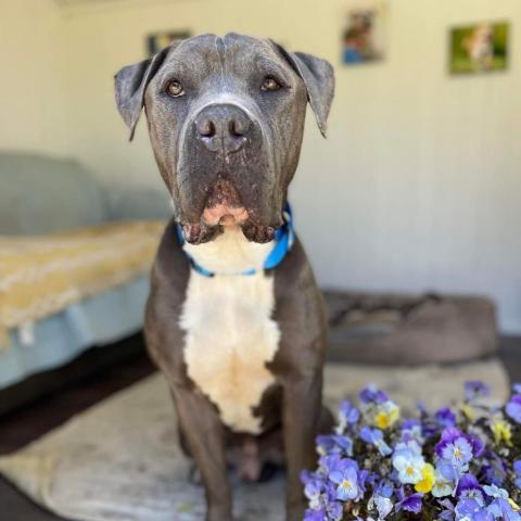 Abe, an adoptable American Staffordshire Terrier in Lompoc, CA, 93436 | Photo Image 3