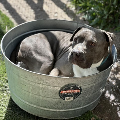 Abe, an adoptable American Staffordshire Terrier in Lompoc, CA, 93436 | Photo Image 3