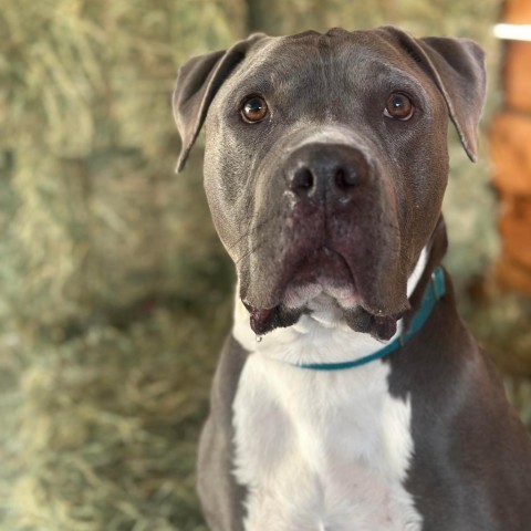 Abe, an adoptable American Staffordshire Terrier in Lompoc, CA, 93436 | Photo Image 4