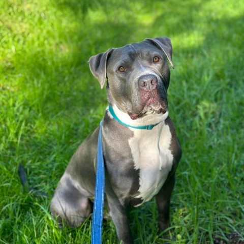 Abe, an adoptable American Staffordshire Terrier in Lompoc, CA, 93436 | Photo Image 5