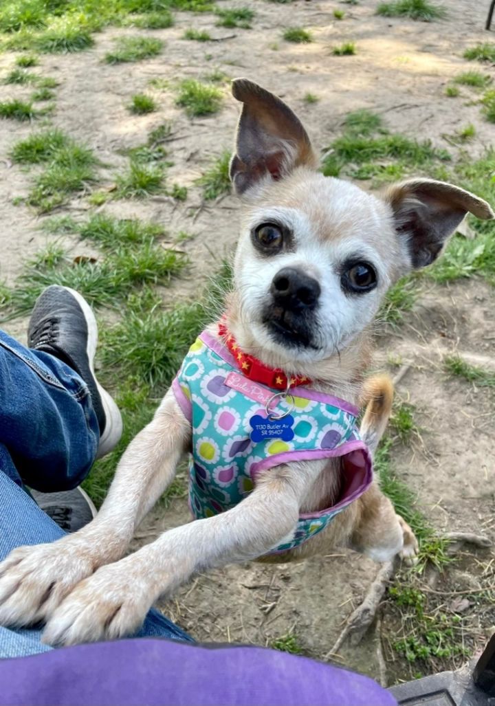 Osito , an adoptable Chihuahua & Terrier Mix in Santa Rosa, CA_image-1