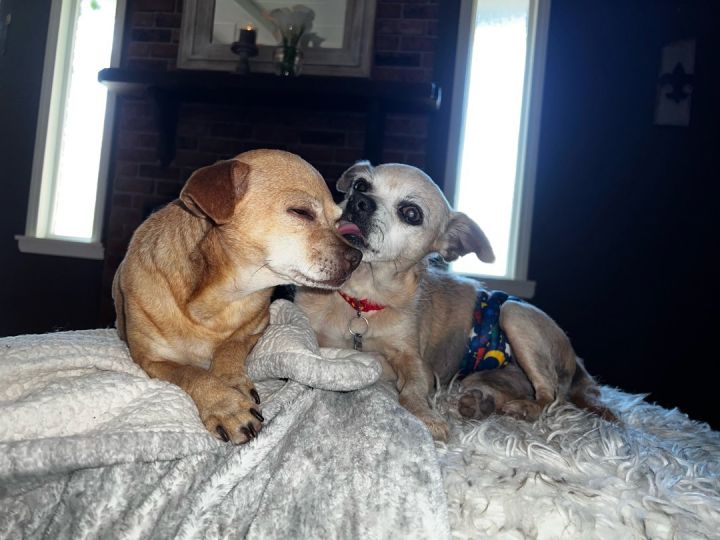 Osito , an adoptable Chihuahua & Terrier Mix in Santa Rosa, CA_image-2