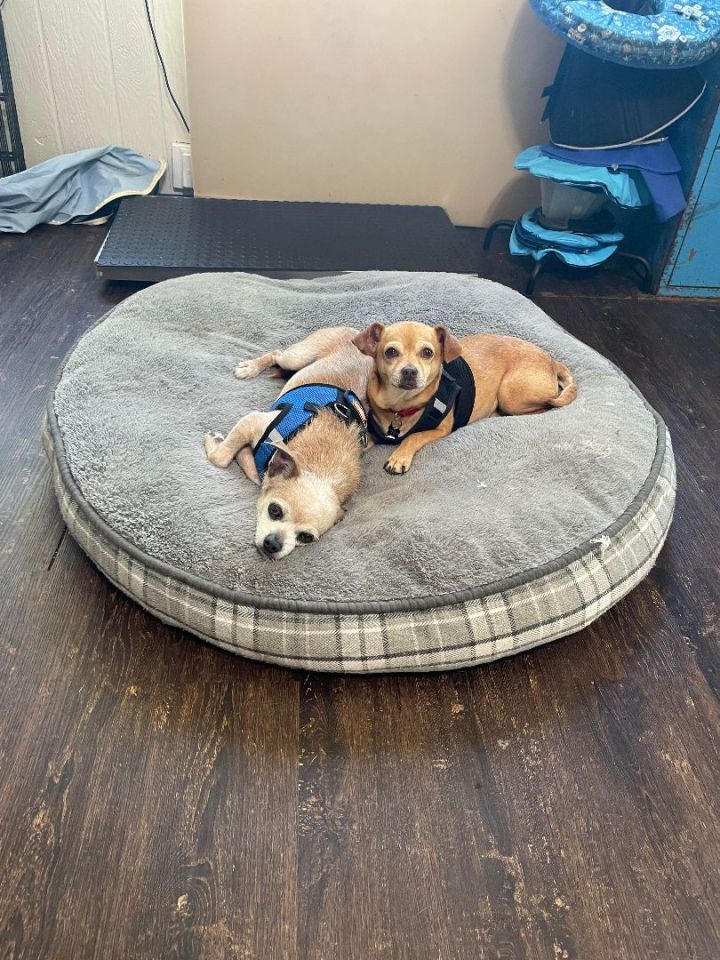 Osito , an adoptable Chihuahua & Terrier Mix in Santa Rosa, CA_image-6