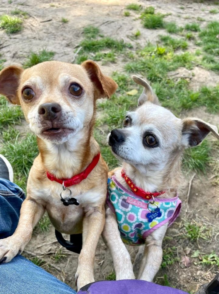Bonita, an adoptable Chihuahua & Terrier Mix in Santa Rosa, CA_image-3