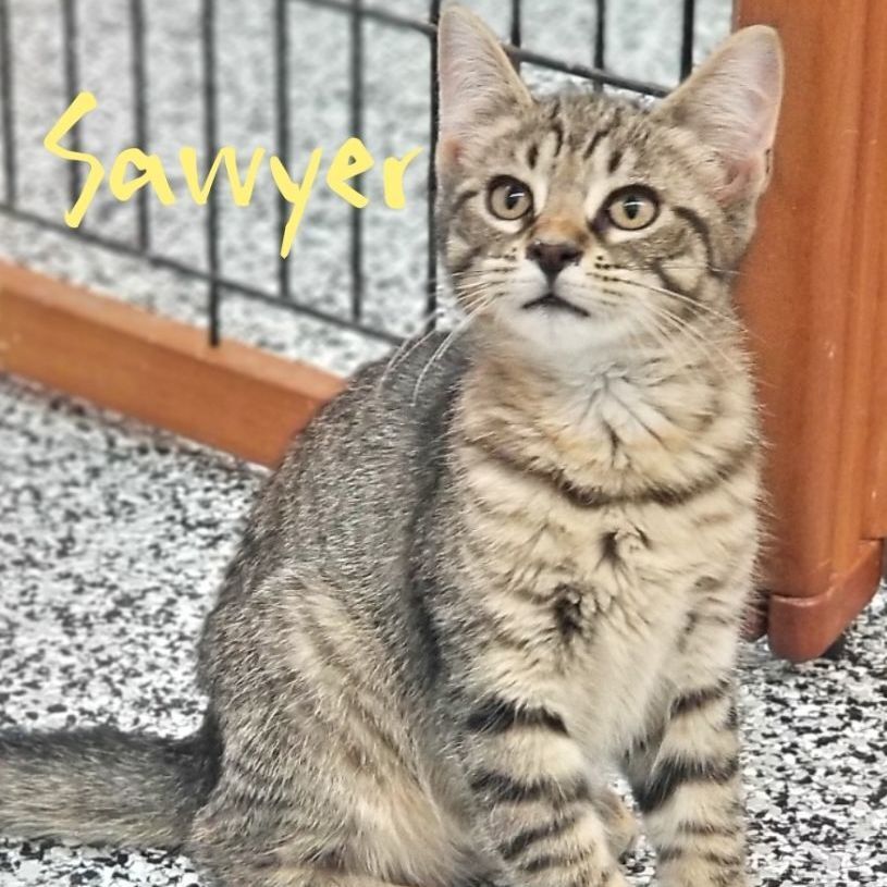 Sawyer, an adoptable Tabby in Sautee Nacoochee, GA, 30571 | Photo Image 2