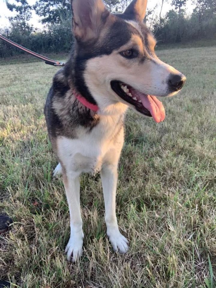 Kennedy, an adoptable German Shepherd Dog & Husky Mix in Salina, OK_image-1