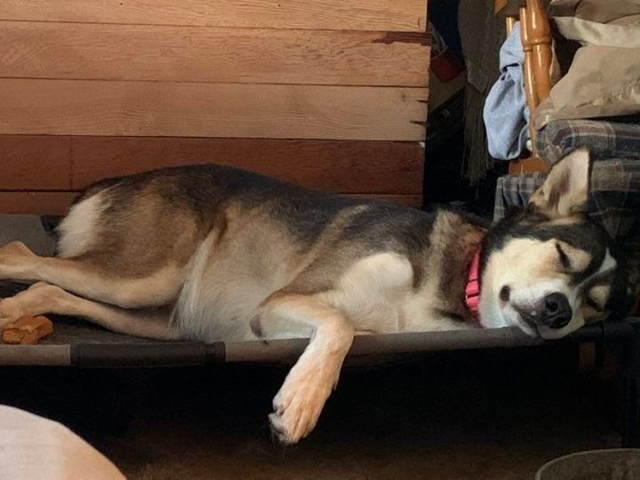 Kennedy, an adoptable German Shepherd Dog & Husky Mix in Salina, OK_image-4