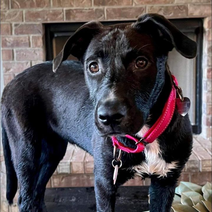 Carole, an adoptable Labrador Retriever Mix in Newcastle, OK_image-5