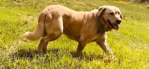 Clyde, an adoptable Yellow Labrador Retriever in Louisville, KY_image-3
