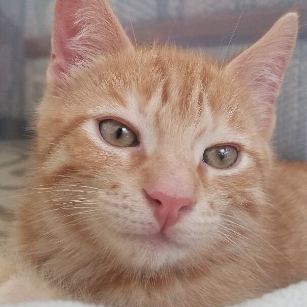 Ralph (Summerhill kittens) 2