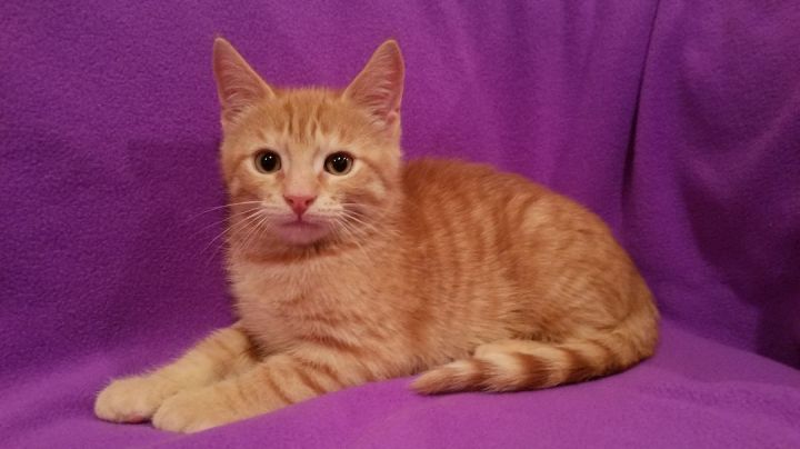 Ralph (Summerhill kittens) 4