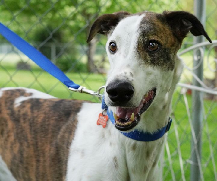 Ernie, an adoptable Greyhound in Bondurant, IA_image-5