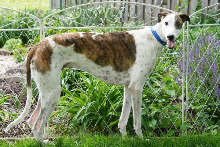 Ernie, an adoptable Greyhound in Bondurant, IA_image-6