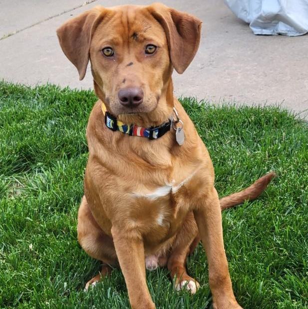 Hank - A Sweet Easy Wigglebutt, an adopted Labrador Retriever & Hound Mix in Omaha, NE_image-2