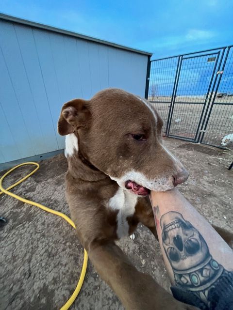 Buddy boy , an adoptable Pit Bull Terrier in Eagle, ID, 83616 | Photo Image 5