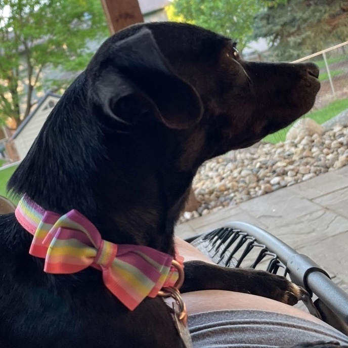 Mitzi, an adopted Dachshund & Chihuahua Mix in Omaha, NE_image-2