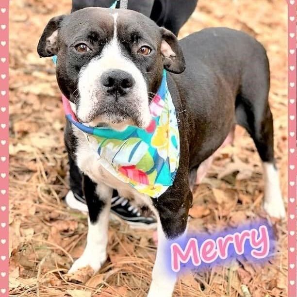 Mama Merry - PLEASE PICK ME!!, an adoptable Boxer & American Bulldog Mix in Scranton, PA_image-2