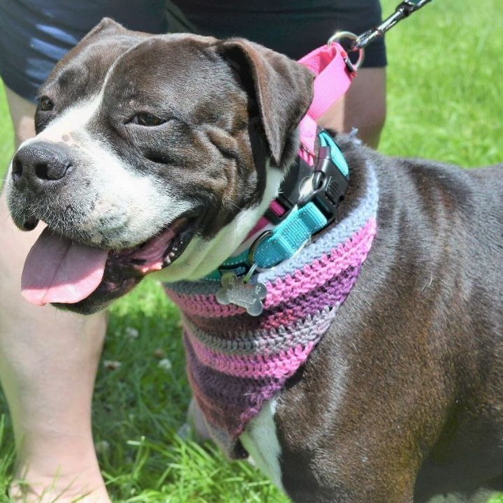 Mama Merry - PLEASE PICK ME!!, an adoptable Boxer & American Bulldog Mix in Scranton, PA_image-5