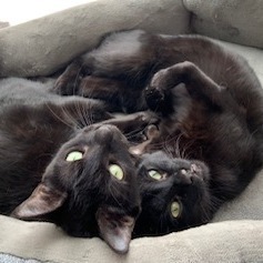 Luther & Lea (Bonded Pair) - Adoption Pending 5