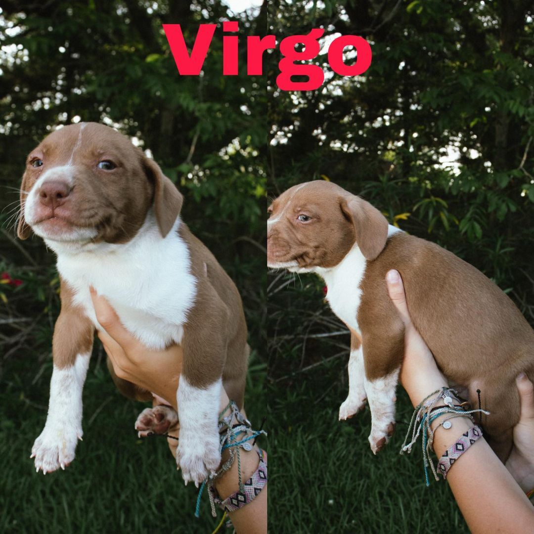 VIRGO