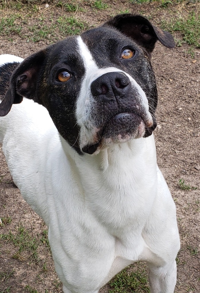 ZIGGY, an adoptable Labrador Retriever, Hound in Little Rock, AR, 72210 | Photo Image 1