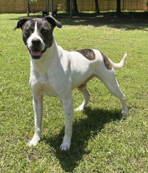 ZIGGY, Adult Male Labrador Retriever