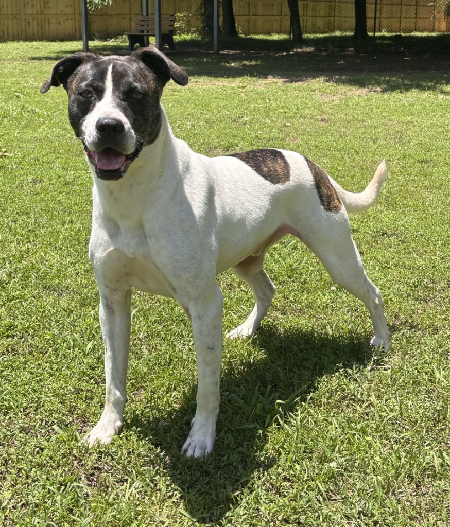 ZIGGY, an adoptable Labrador Retriever, Hound in Little Rock, AR, 72210 | Photo Image 1