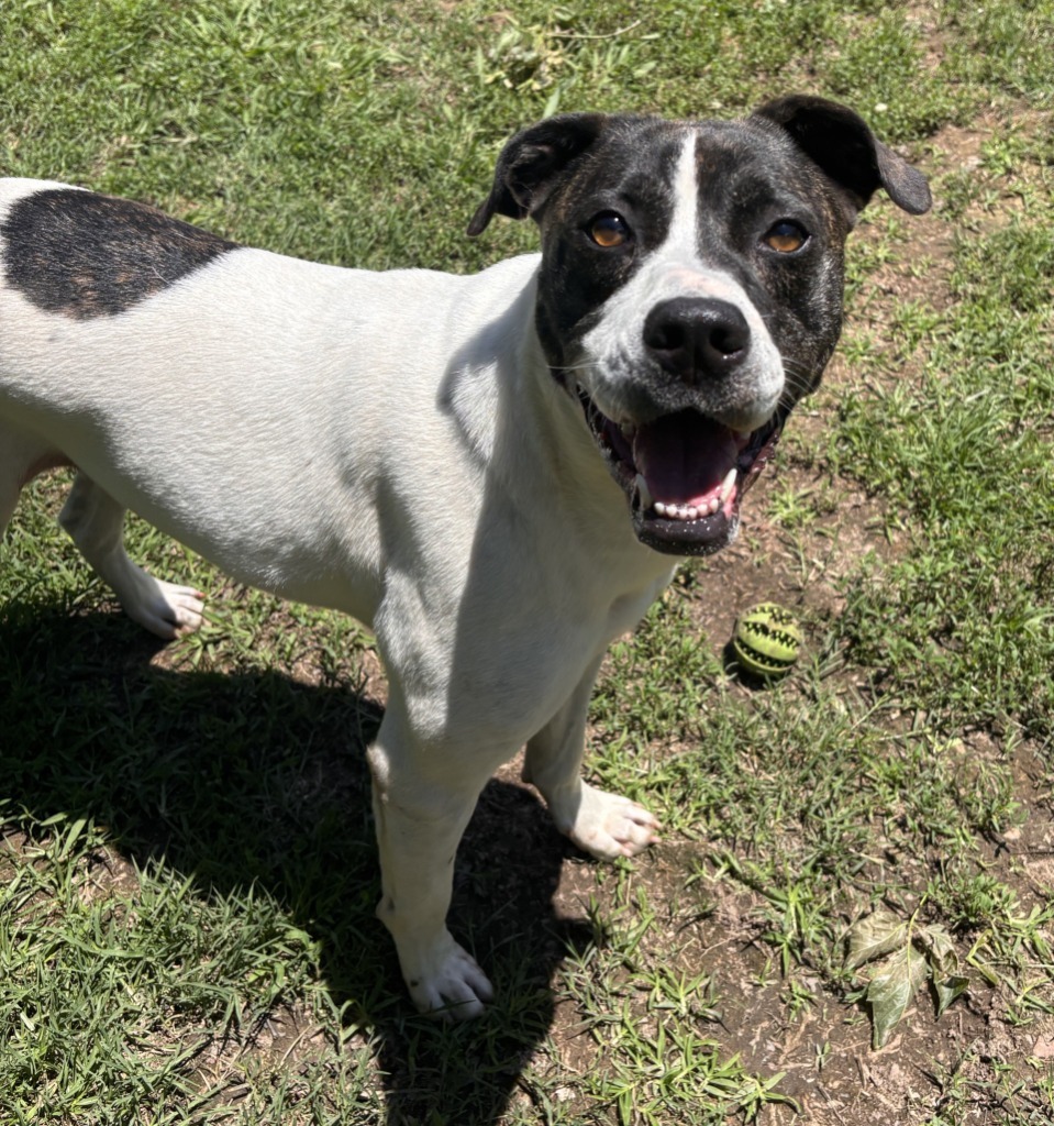 ZIGGY, an adoptable Labrador Retriever, Hound in Little Rock, AR, 72210 | Photo Image 3