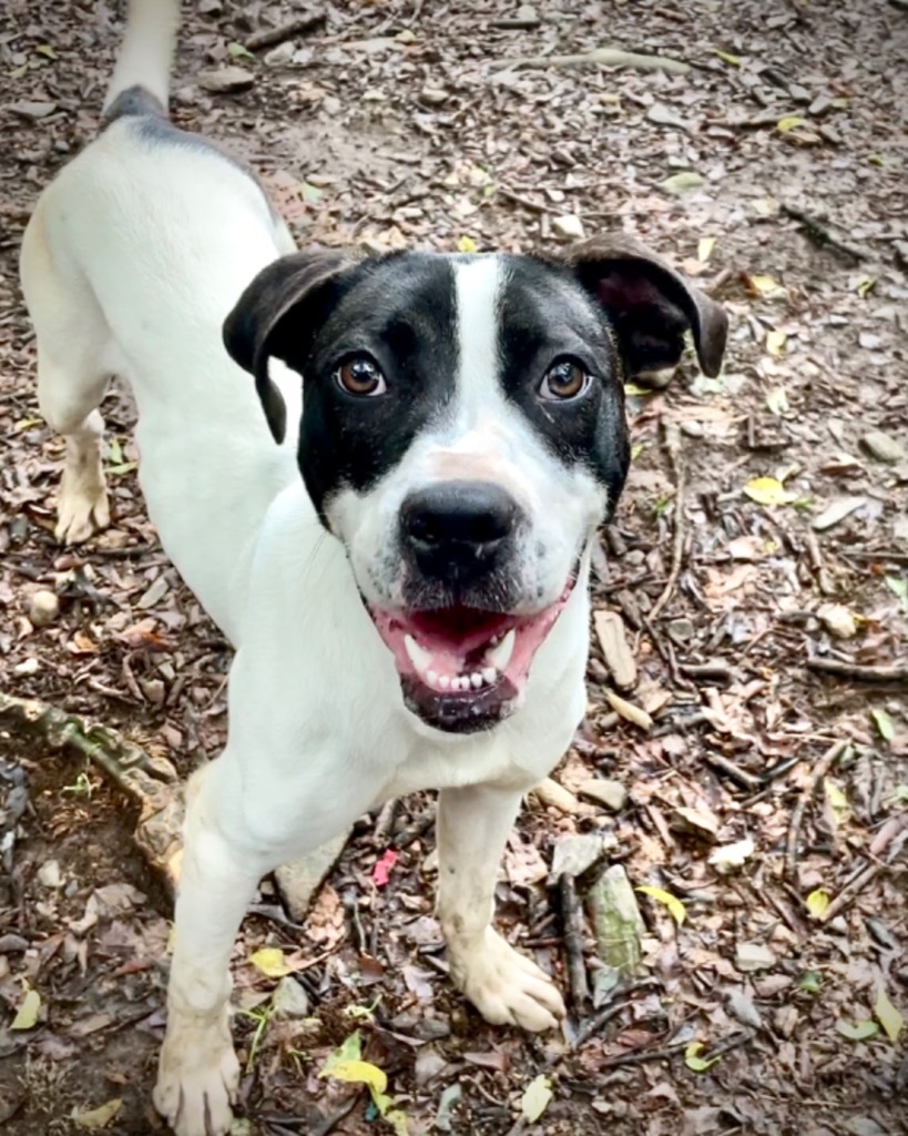 ATLAS, an adoptable Labrador Retriever, Hound in Little Rock, AR, 72210 | Photo Image 1