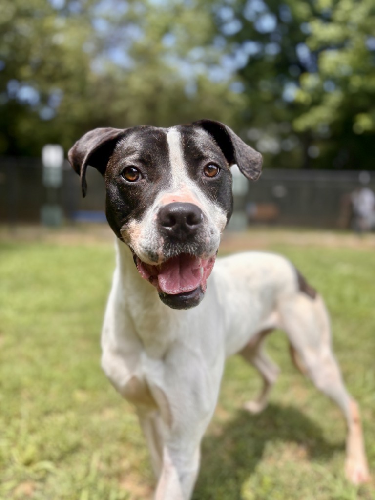 ATLAS, an adoptable Labrador Retriever, Hound in Little Rock, AR, 72210 | Photo Image 1