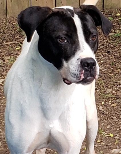 ATLAS, an adoptable Labrador Retriever, Hound in Little Rock, AR, 72210 | Photo Image 2