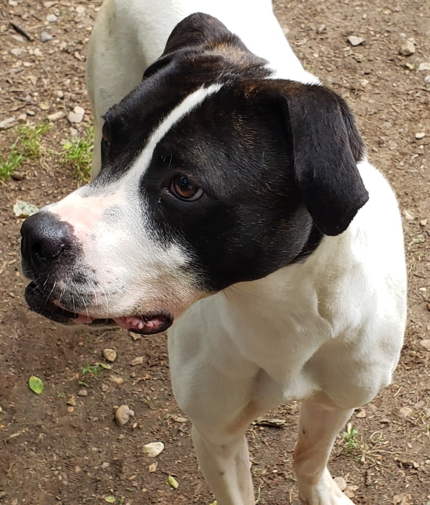 ATLAS, an adoptable Labrador Retriever, Hound in Little Rock, AR, 72210 | Photo Image 3