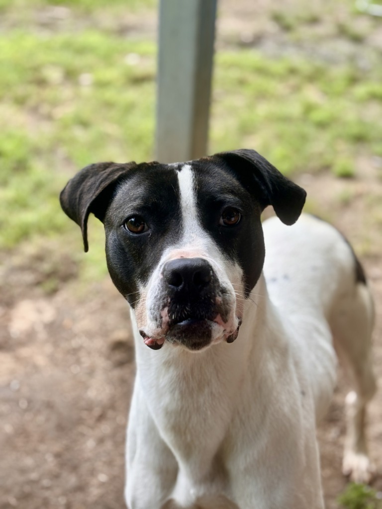 ATLAS, an adoptable Labrador Retriever, Hound in Little Rock, AR, 72210 | Photo Image 4