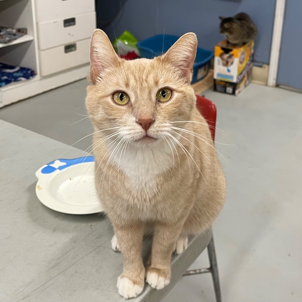 DAFFODIL, an adoptable Domestic Short Hair in Battle Creek, MI, 49017 | Photo Image 1