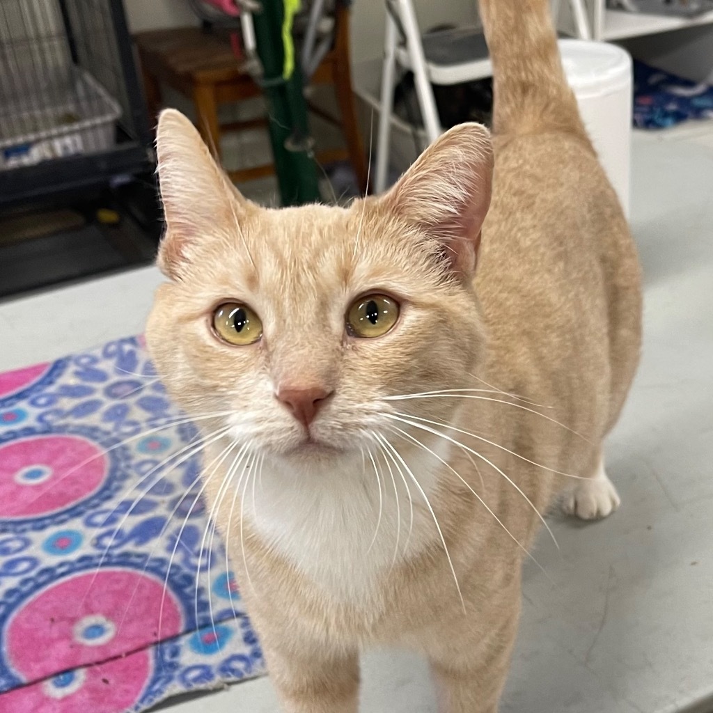 DAFFODIL, an adoptable Domestic Short Hair in Battle Creek, MI, 49017 | Photo Image 3