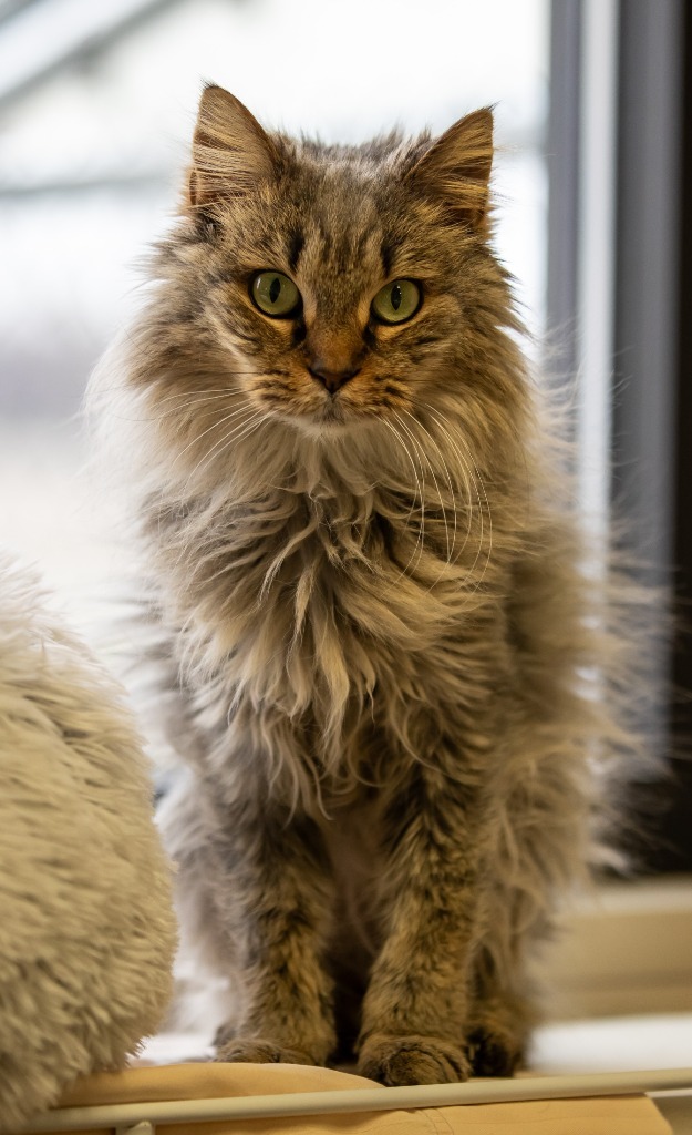 Quincy, an adoptable Domestic Medium Hair in Fremont, OH, 43420 | Photo Image 1
