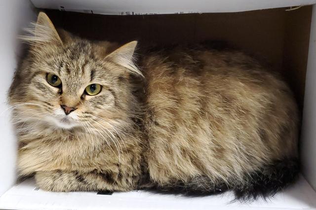 Quincy, an adoptable Domestic Medium Hair in Fremont, OH, 43420 | Photo Image 2