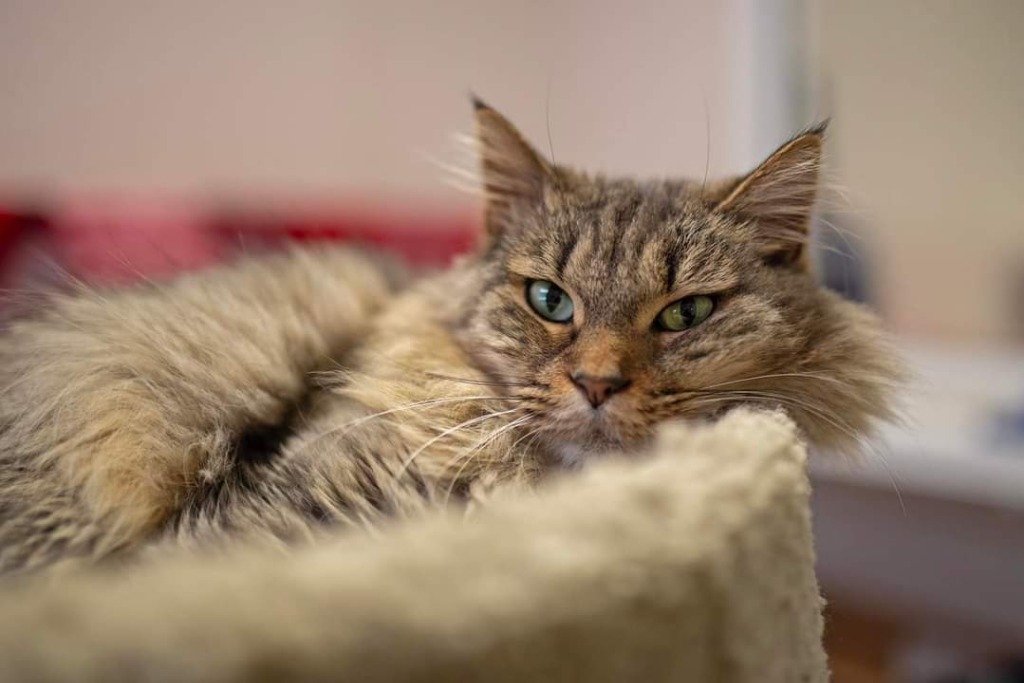 Quincy, an adoptable Domestic Medium Hair in Fremont, OH, 43420 | Photo Image 3