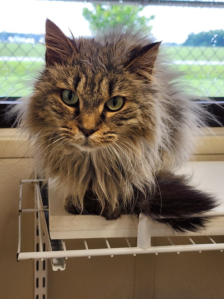 Quincy, an adoptable Domestic Medium Hair in Fremont, OH, 43420 | Photo Image 4
