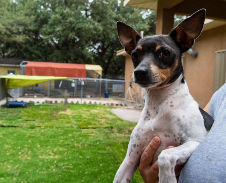 Roscoe, an adoptable Rat Terrier in Fulton, TX_image-1