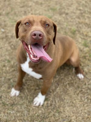Red 2024 lab mix