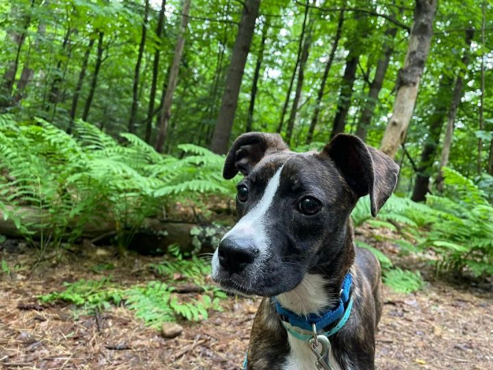 Huey *HERE IN NH*, an adopted Boxer Mix in Northwood, NH_image-3